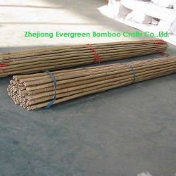 Natural dry bamboo canes for farm vegetable supporting