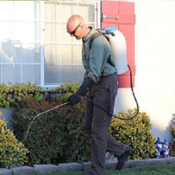 Pest Control Service