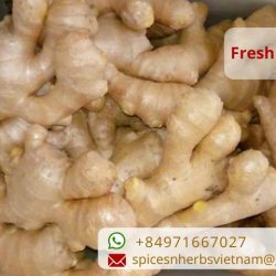 VIETNAM GINGER EXPORT PRODUCTS